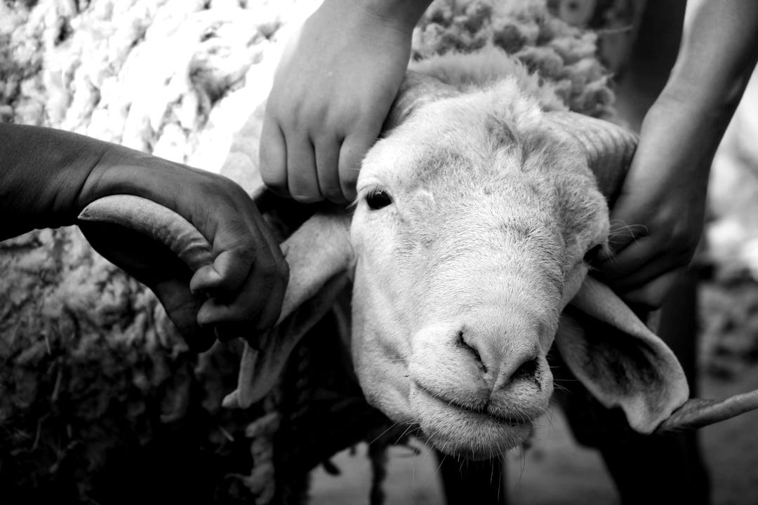 a group of people petting a sheep