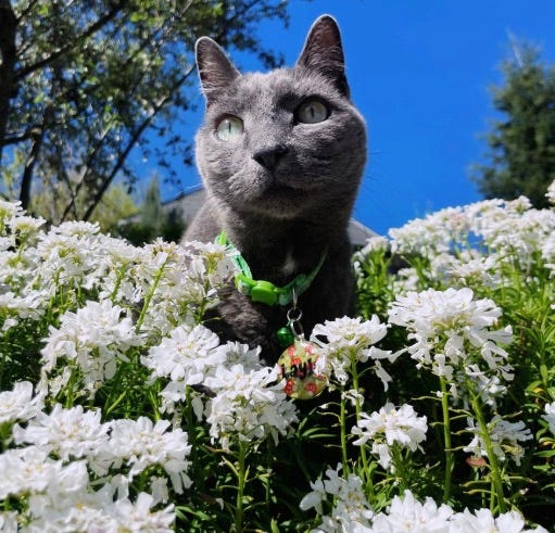 Gray cat wearing a green collar with a tag sitting in white flowers.