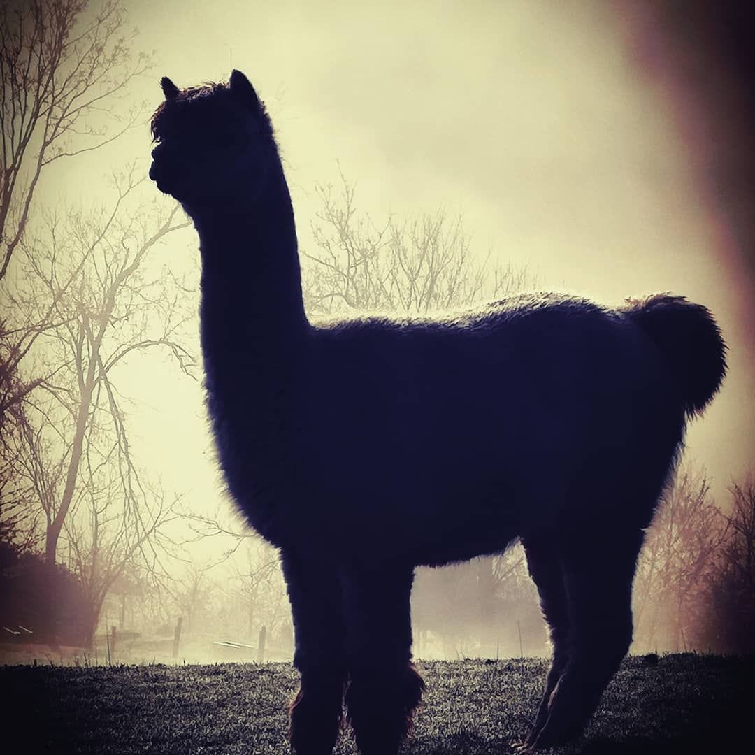 The Silhouetted Alpaca – The Dawn Watcher The Silhouetted Alpaca – The Dawn Watcher