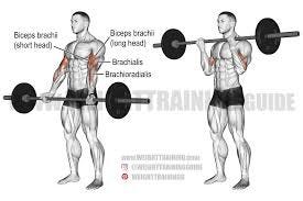 Barbell curl exercise instructions and ...
