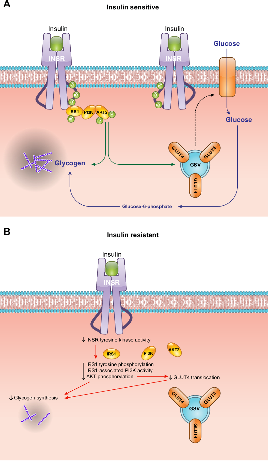 [PDF] Mechanisms of Insulin Action and Insulin Resistance. | Semantic ...