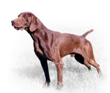 cani-da-caccia-kurzhaar