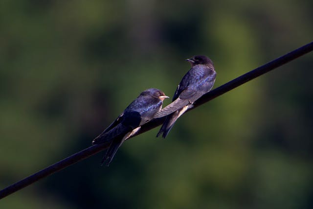 Purple Martins: two purple birds, large swallows, on a wire.