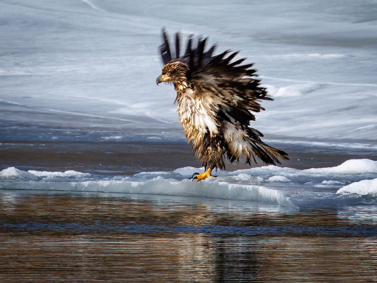 eagle