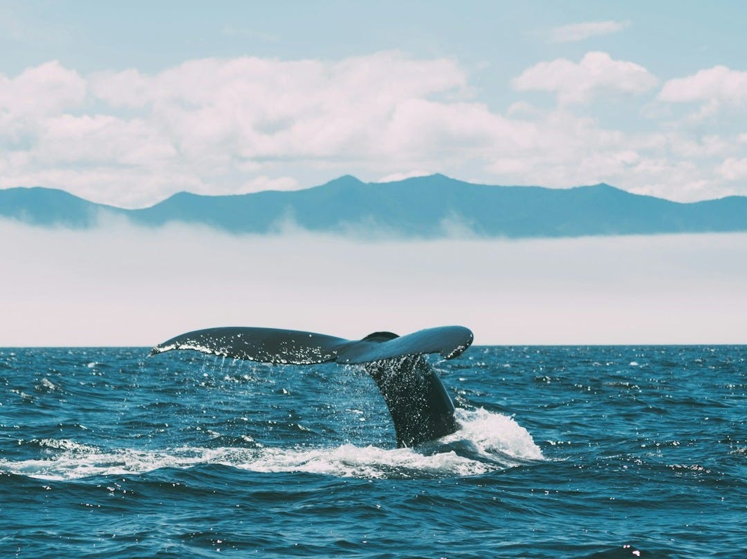 a whale tail flups out of the water