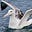 Albatross's avatar