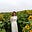 Duong Huong's avatar