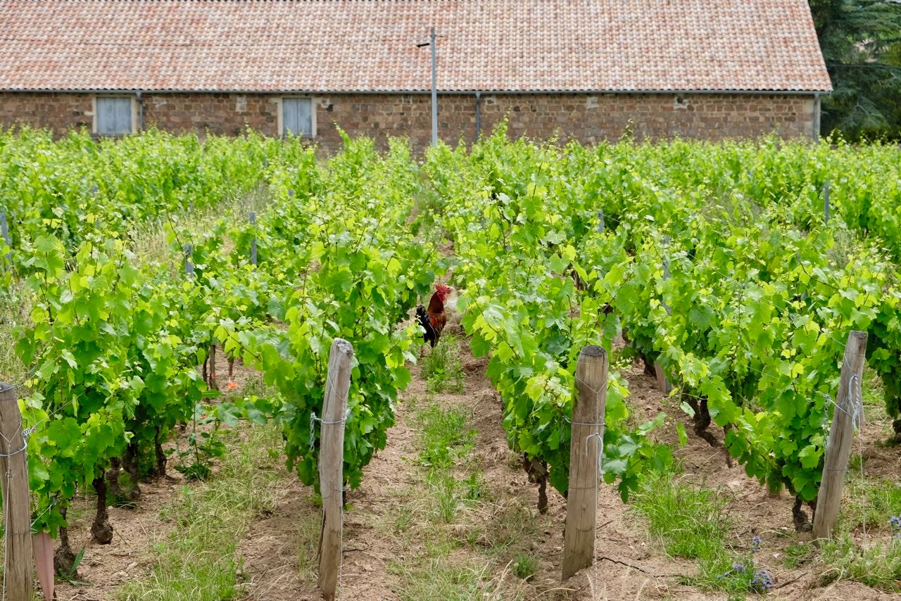 A rooster and hens in the “chicken parcel” at Château de Poncié