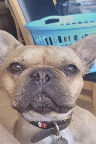 Bob the dog and his giveaway tag