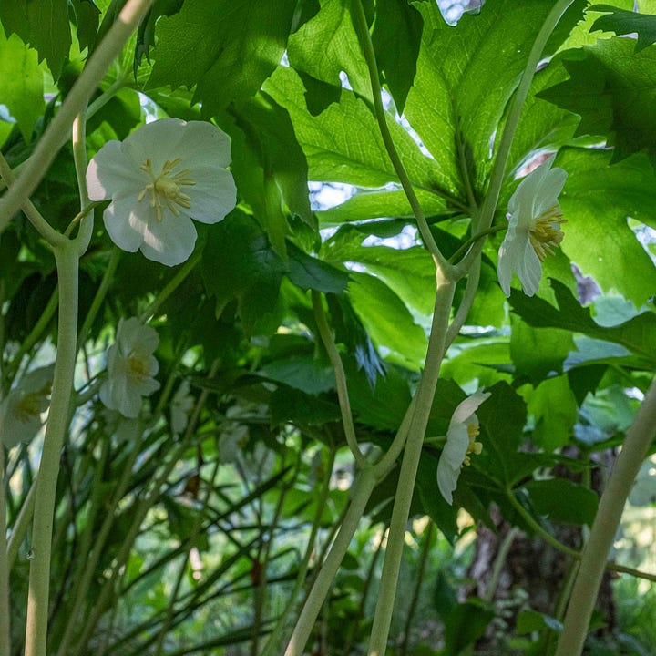 Diptych: Shade garden with birch trees, black metal bench and a blanket of large leafed plants in the foreground; Right - -Detail of white flower under the large leaves.