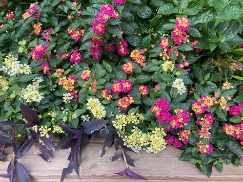 The Surrender--pics of gardens, flowers, cross, and archway