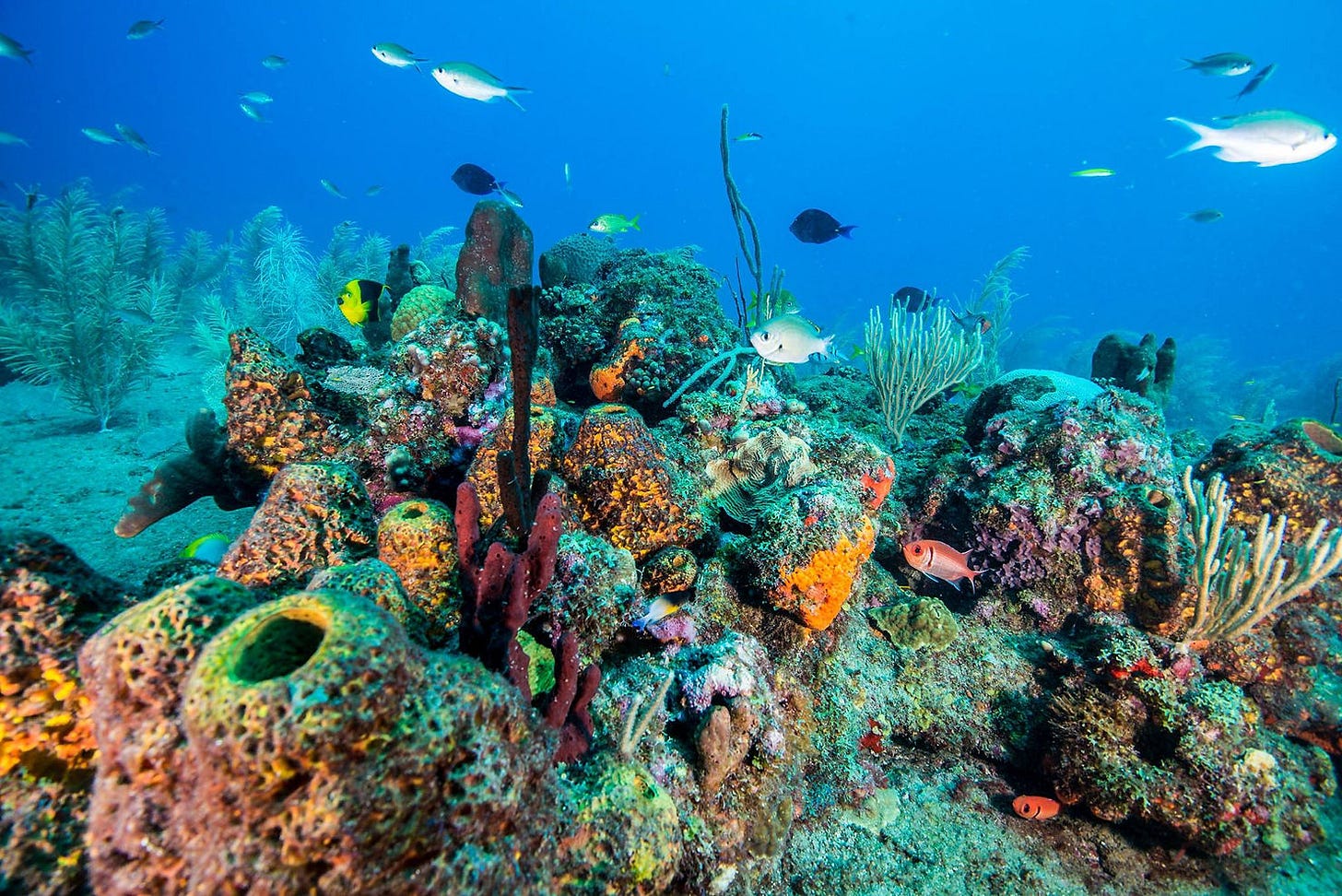 Photo credit: Blue Halo, Montserrat. Scientific Expedition 2015. Lime Kiln, Montserrat. Vibrant and healthy reef on the west coast of the island.