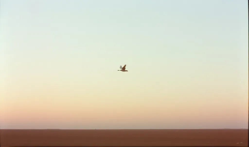 A single bird in flight against an open sky, captured in vintage film style, evoking the quiet freedom that comes from taking responsibility for your own life.
