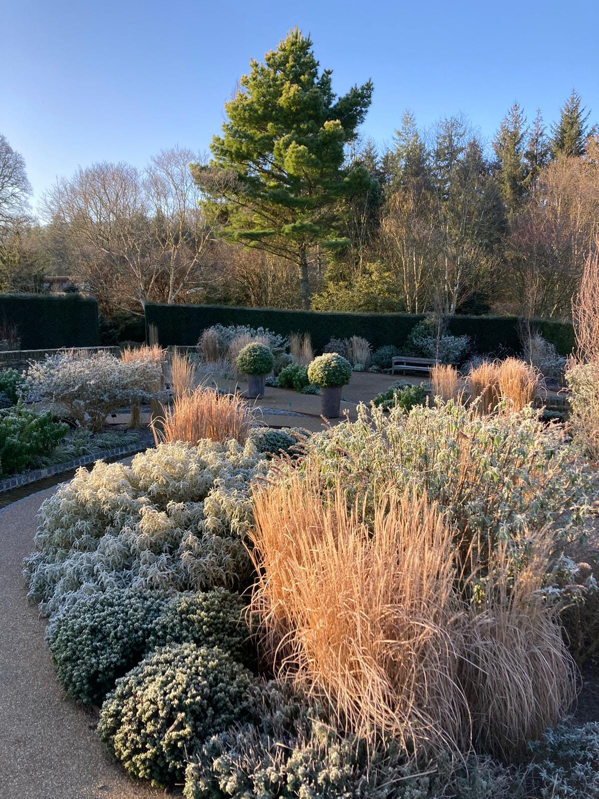 Frosty garden with tall trees and grasses