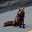 Fox's avatar