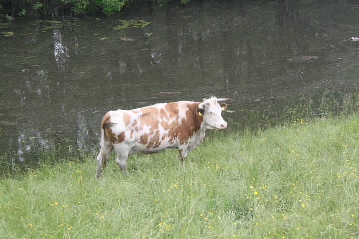 Pictures of flooded fields