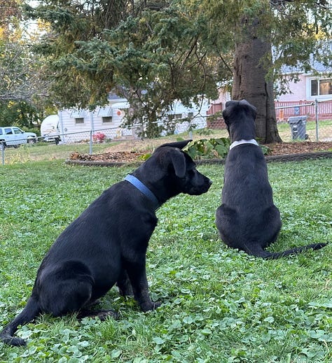 Black puppies being cute in different scenarios: fighting, sitting gorgeously on a couch, staring each other down in the yard, sitting contemplatively in the yard, looking right at the camera with ears askew.