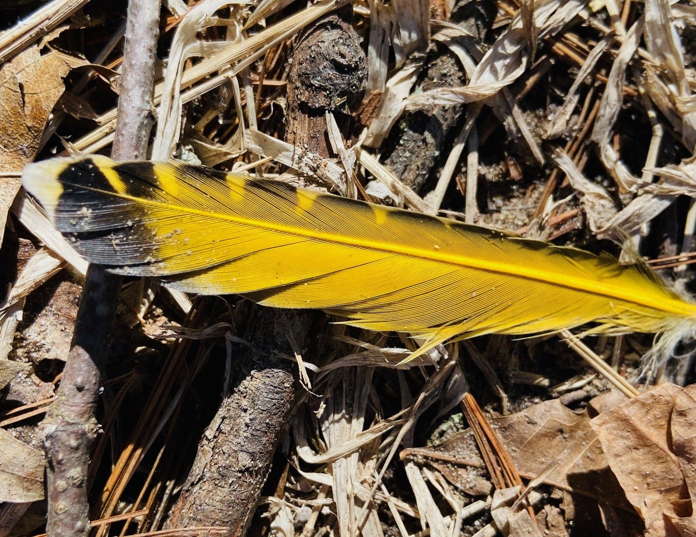 Picture of a yellow feather lying on twigs and leaves