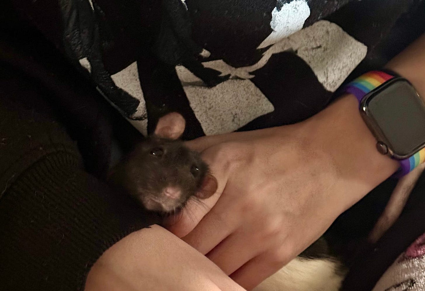 A close-up of a person’s lap, wearing a black hoodie with partially visible white lettering ‘INES.’ Two small rodents are resting on the lap: one nestled in the crook of the arm wearing a watch with a colorful band, and the other lying on a patterned blanket covering the legs. The scene highlights a cozy and caring interaction between the person and the small pets