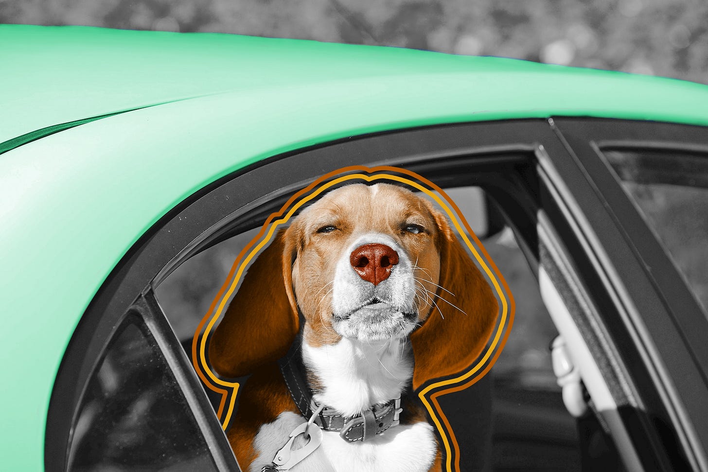 Beagle puppy in car window looking at camera Beagle puppy in car window looking at camera