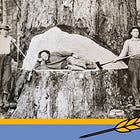 Blue Muck, A Pickax to the Foot & Why Tahoe's Forests Are So Unhealthy