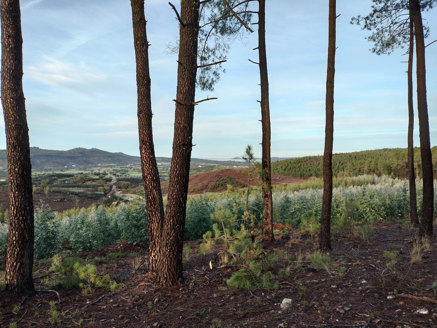 A quiet landscape in the alentejo on a quiet cool morning