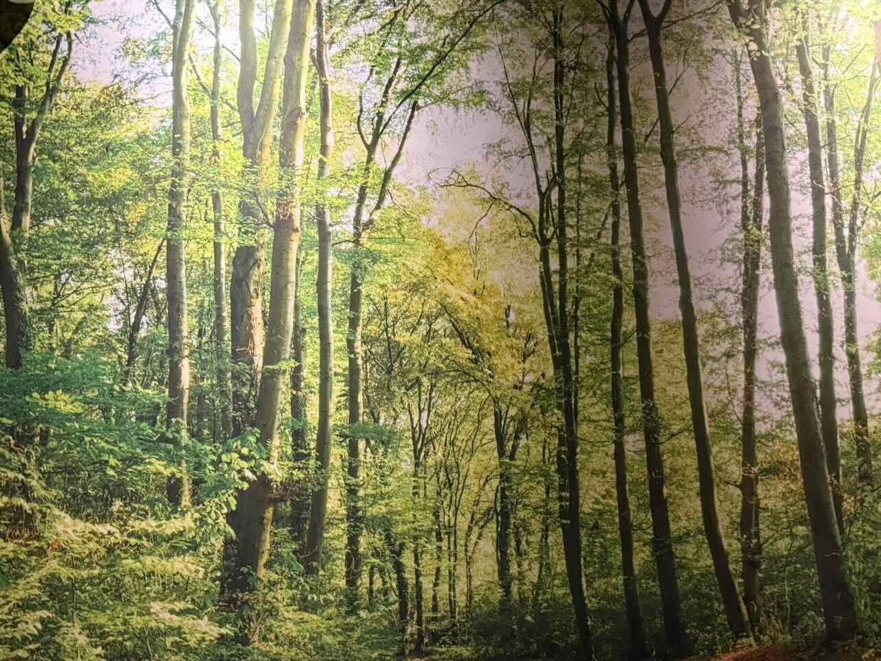 A dense green forest with tall, slender trees stretching upward, their fresh spring leaves glowing in the sunlight.