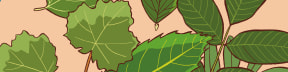 Cómic de naturaleza, ciencia & Cía