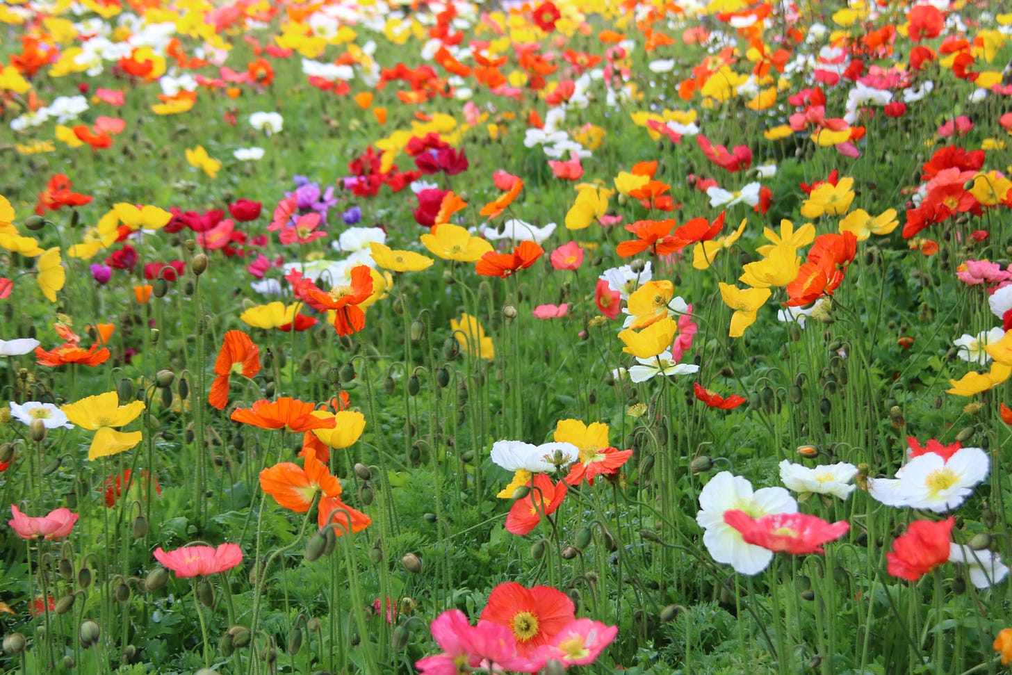 Multi colored poppies in a field