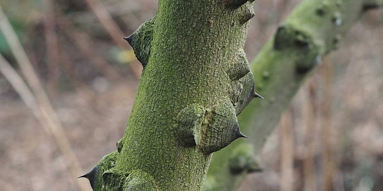 A prickle