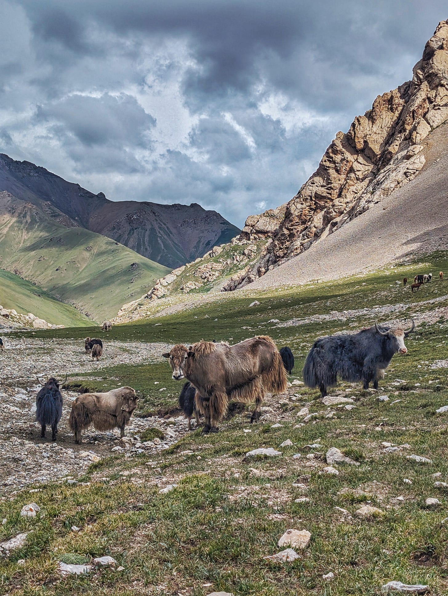 A herd of yak stare at hikers, with mountains in the background