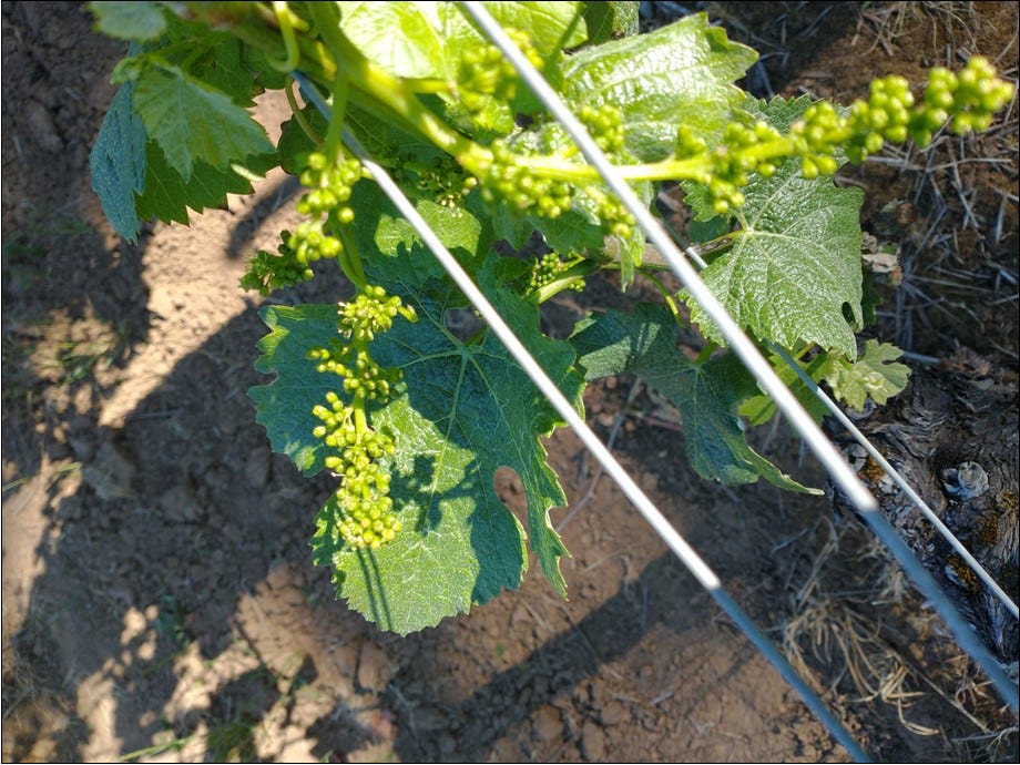 Catch wire set with 2" opening. Catch wire set with 2" opening.