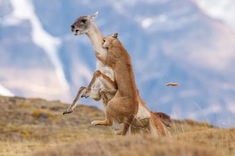 un puma cazando a un guanaco, un animal parecido a una llama, de cuello más largo