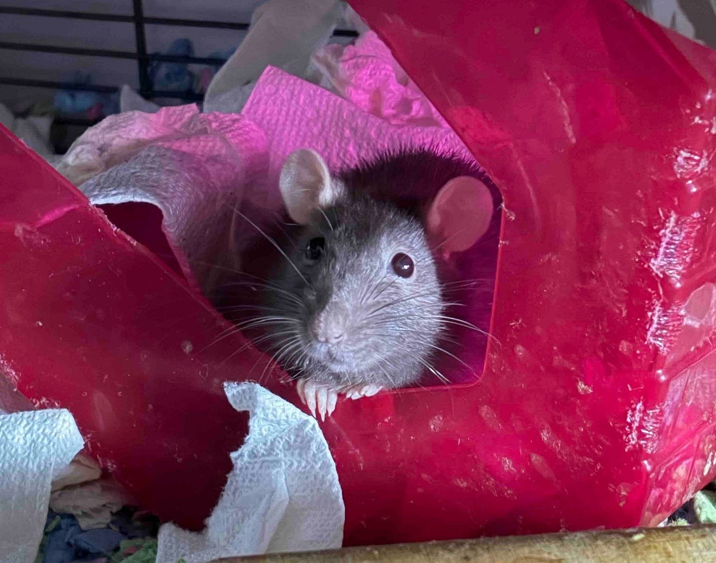 A dark-furred rat with lighter facial markings peeks out from a red plastic shelter inside a cage. The enclosure is lined with shredded paper bedding and pink and white paper towels, arranged for nesting. The rat appears alert and curious, partially hidden within its cozy setup.