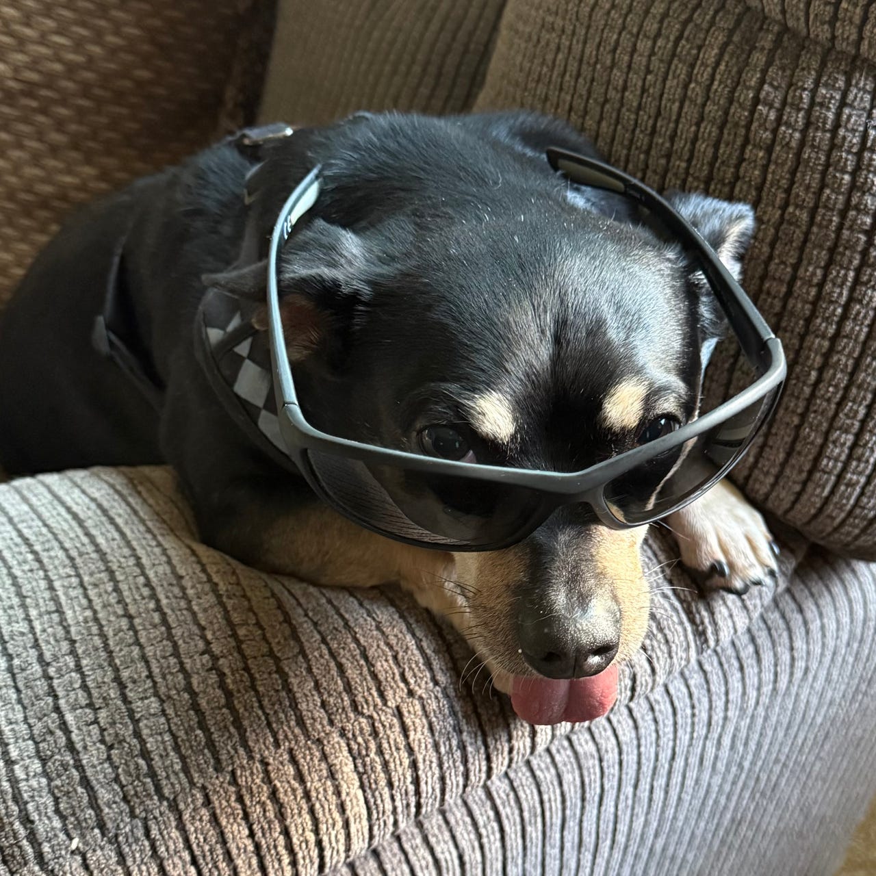 Neurodivergent Hodgepodge, Casey