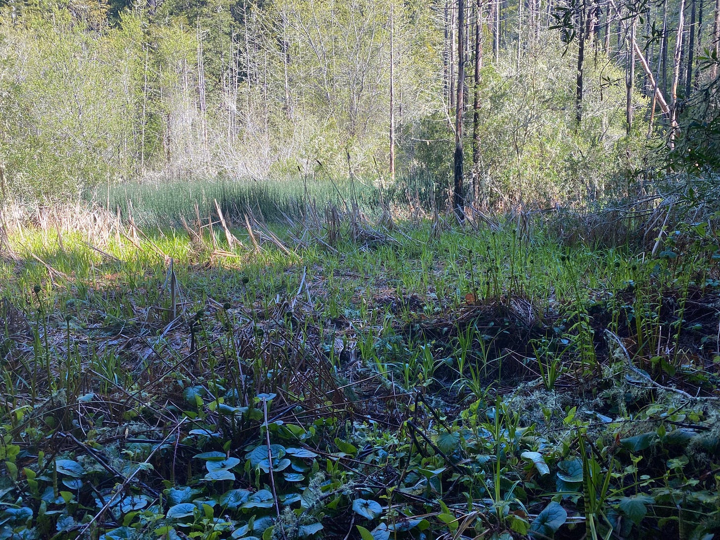 Marshy-looking land with miner's lettuce in the foreground, cattails in the midground, and tall, skinny trees in the background