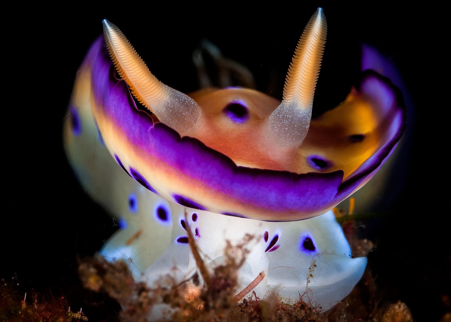Goniobranchus kuniei nudibranch
