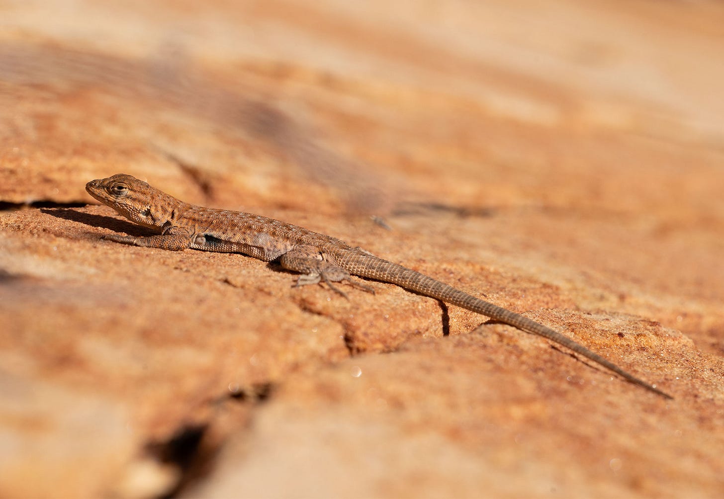 A small common side-blotched lizard lies motionless on sun-warmed red sandstone in the Paria Canyon–Vermilion Cliffs Wilderness. Its mottled brown and tan scales blend with the desert rock, and its long tail trails behind its slender body. A small common side-blotched lizard lies motionless on sun-warmed red sandstone in the Paria Canyon–Vermilion Cliffs Wilderness. Its mottled brown and tan scales blend with the desert rock, and its long tail trails behind its slender body.
