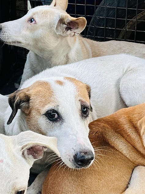 More photos of adorable doggies being transported for their spay/neuter and vaccination.