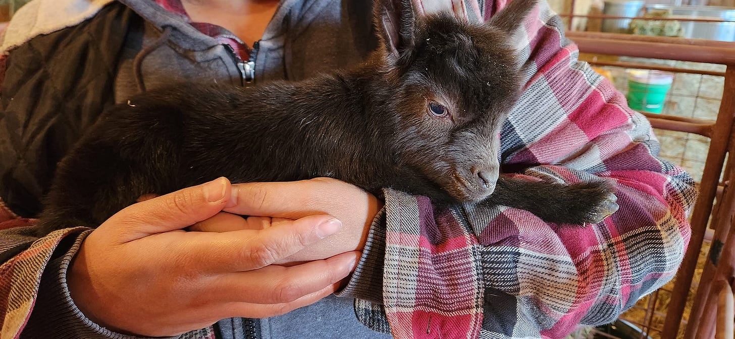 May be an image of 1 person and wallaby