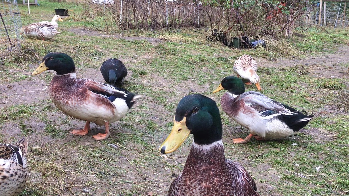 Silver Appleyard Ducks Silver Appleyard Ducks