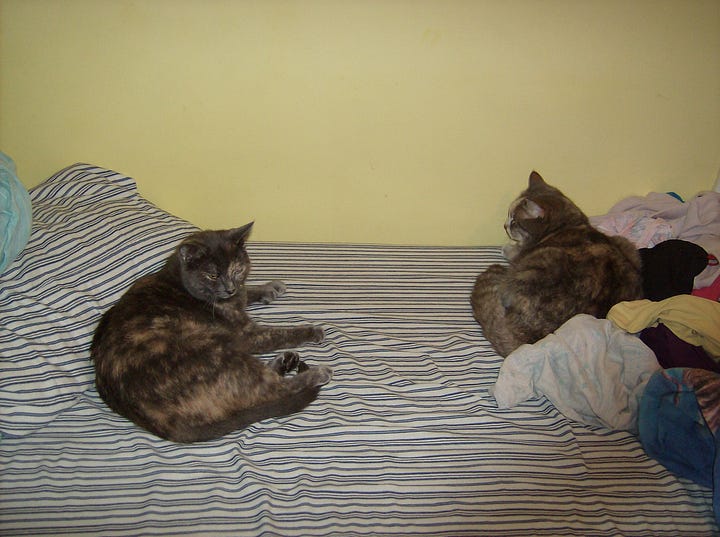 Four pictures of multiple cats. A grey dilute tortoiseshell is in all four pictures.