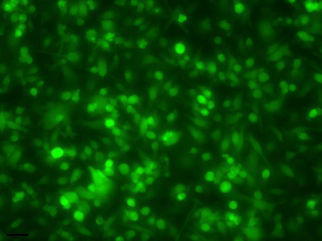 Whispered Songs for Atlanteans