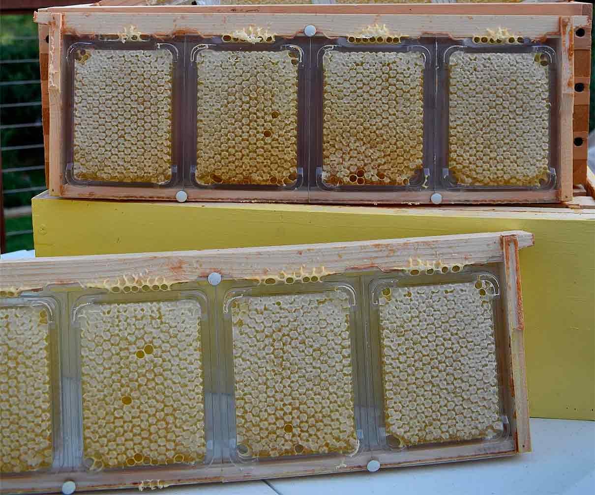 casetes con miel del sistema SimplKomb para producir miel en panal
