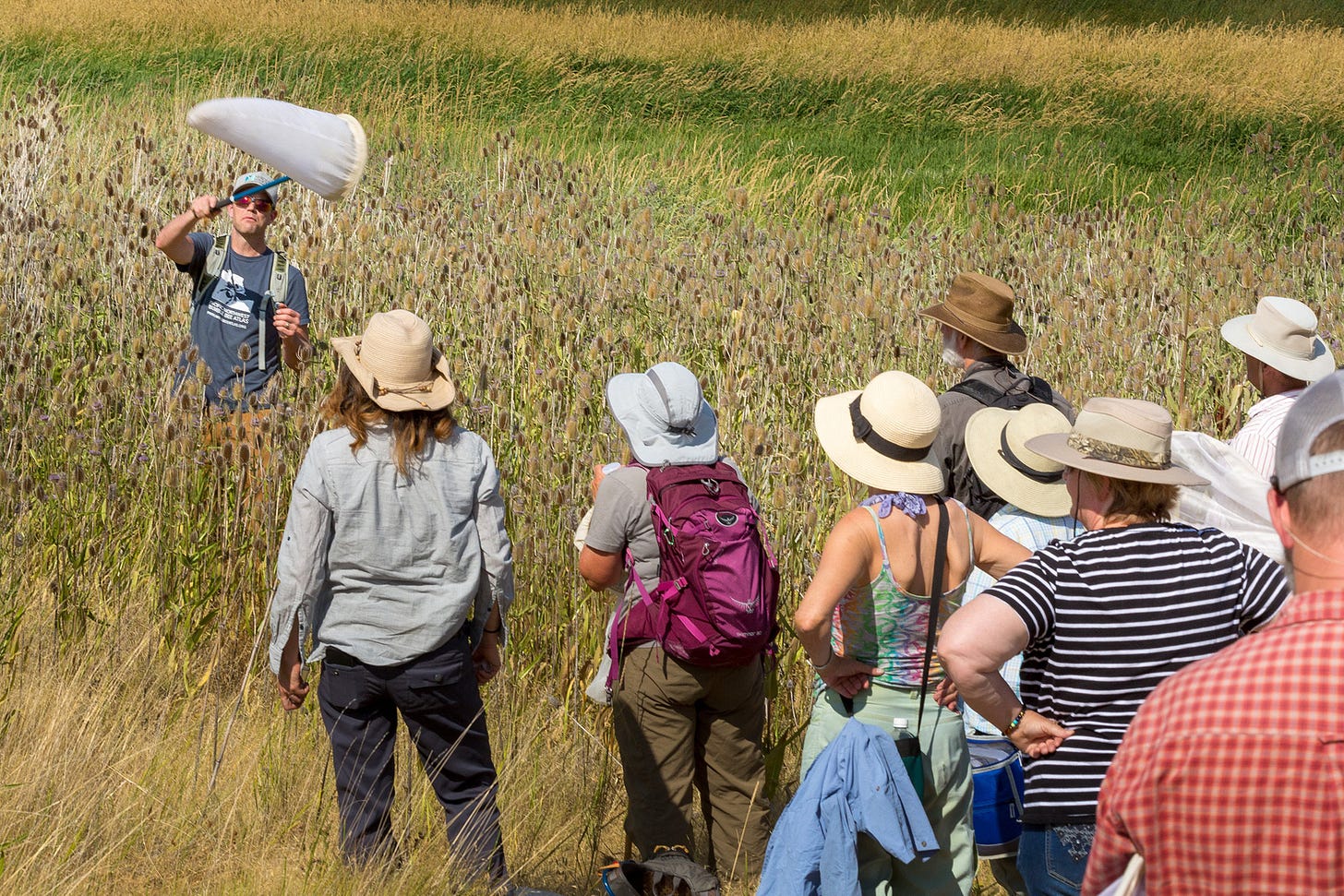 A group of people wearing wide-brimmed hats stand with their backs to the camera, watching a man standing waist-deep in grass and flowers swings a white butterfly net. A group of people wearing wide-brimmed hats stand with their backs to the camera, watching a man standing waist-deep in grass and flowers swings a white butterfly net.