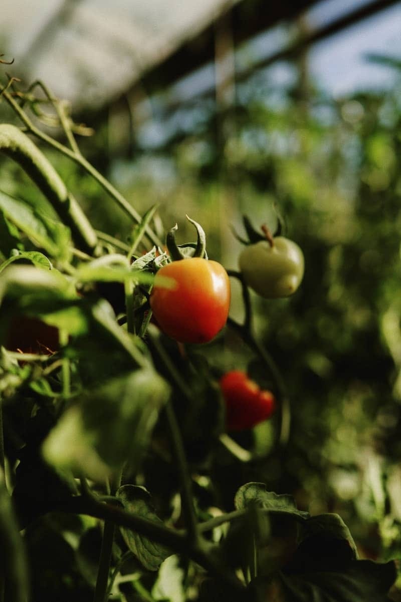 Ripe tomatoes growing on a vine in a garden.