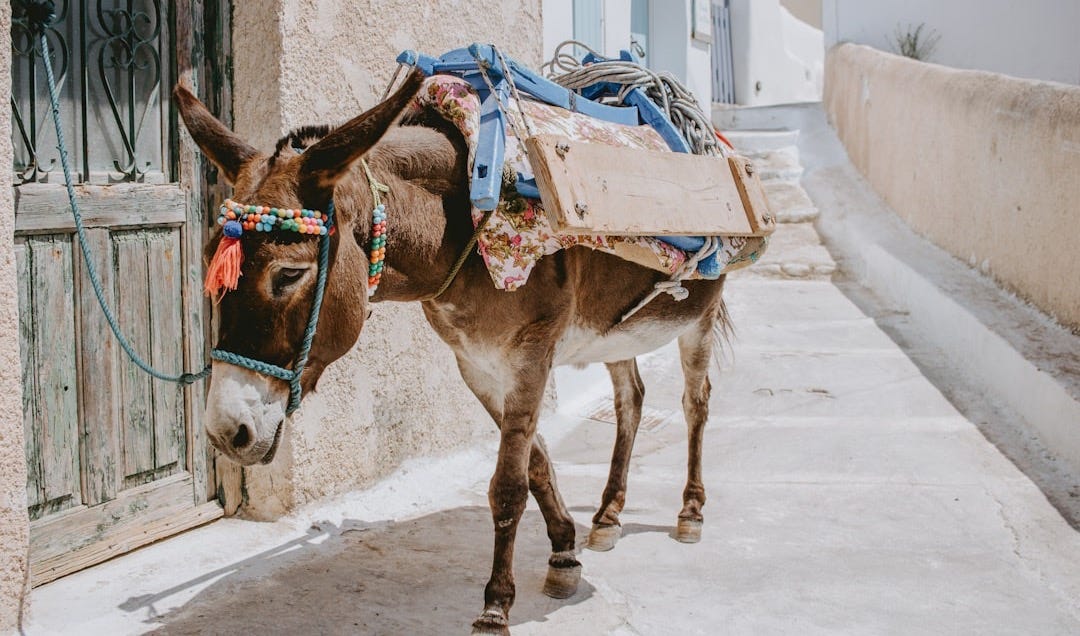brown horse with white and red carriage on the street