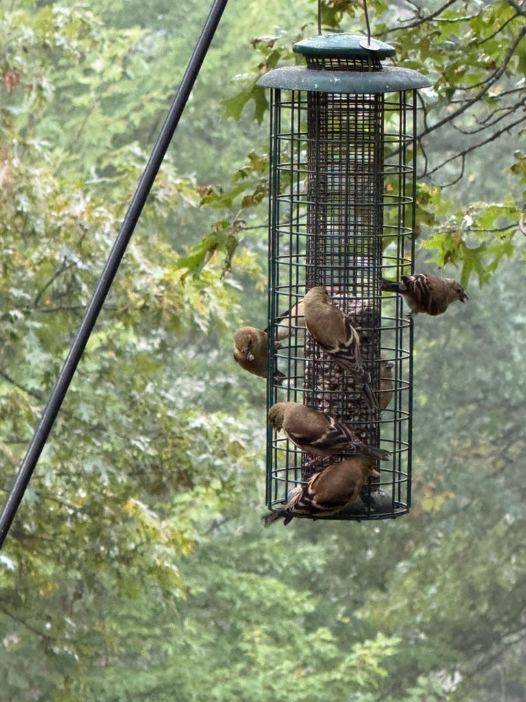A bird feeder with many birds on it

AI-generated content may be incorrect.
