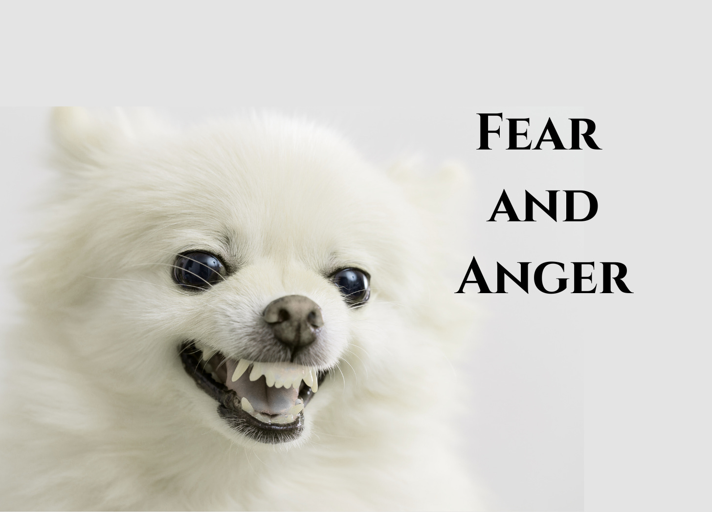Close up image of a small, white, fluffy dog with VERY white teeth that might be AI becaues the top ones at least look strange and scary, snarling, against a light grey background. Text reads: Fear and anger. 