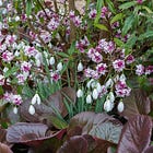 How to design show gardens and small gardens 